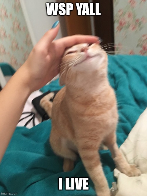 :> | Wsp yall; I live | image tagged in cat pat | made w/ Imgflip meme maker