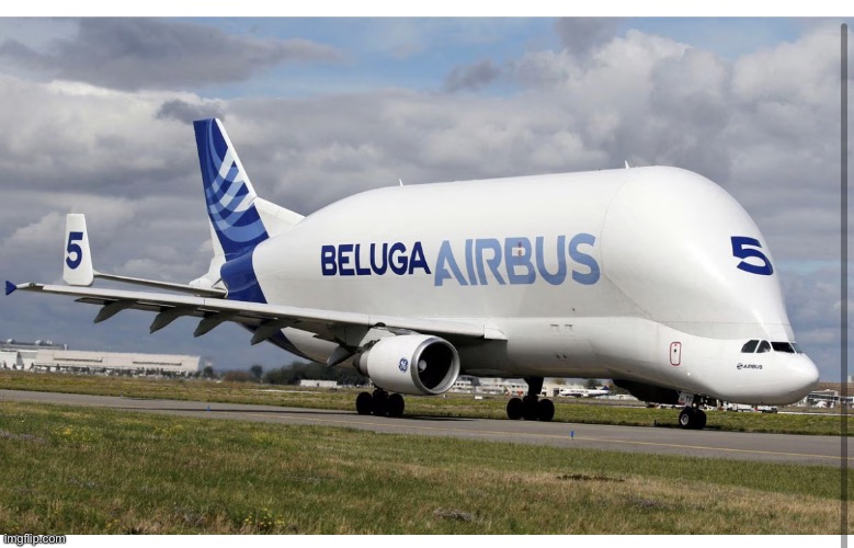 Beluga | image tagged in beluga | made w/ Imgflip meme maker