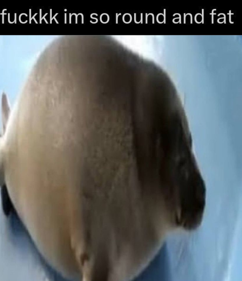 round seal Blank Meme Template