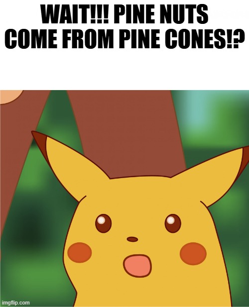Surprised Pikachu (High Quality) | Wait!!! Pine nuts come from pine cones!? | image tagged in surprised pikachu high quality | made w/ Imgflip meme maker