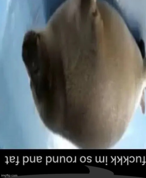 round seal (speech bubble) | image tagged in round seal speech bubble | made w/ Imgflip meme maker