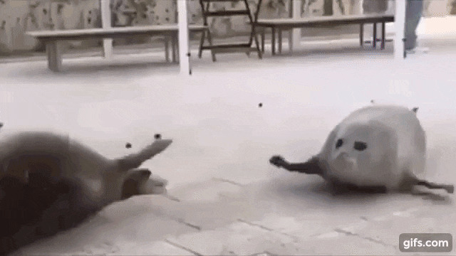 Bouncing seals Blank Meme Template