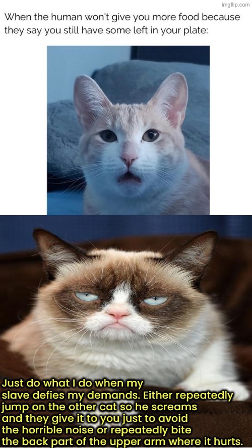 This is exactly what mine do | Just do what I do when my slave defies my demands. Either repeatedly jump on the other cat so he screams and they give it to you just to avoid the horrible noise or repeatedly bite the back part of the upper arm where it hurts. | image tagged in cats,grumpy cat,funny cats,evil overlord rules,dictator,manipulation | made w/ Imgflip meme maker