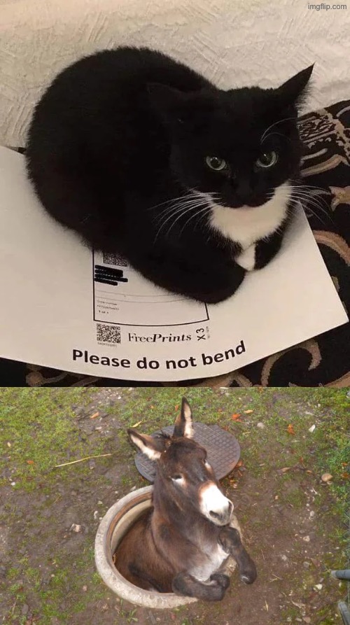 A Donkey In A Hole = This Cat | image tagged in cats,funny cats,like a boss,rebellion,donkey,asshole | made w/ Imgflip meme maker