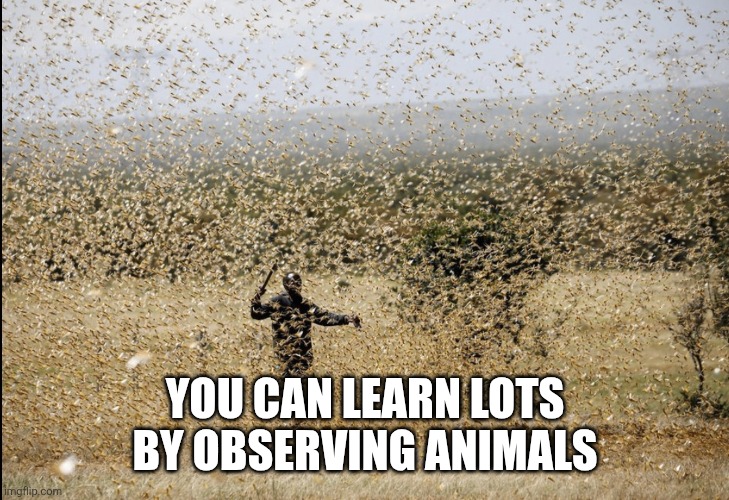 Locust Swarm | You can learn lots by observing animals | image tagged in locust swarm | made w/ Imgflip meme maker