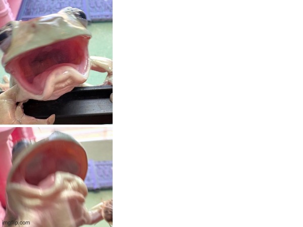 Drama Frog Blank Meme Template