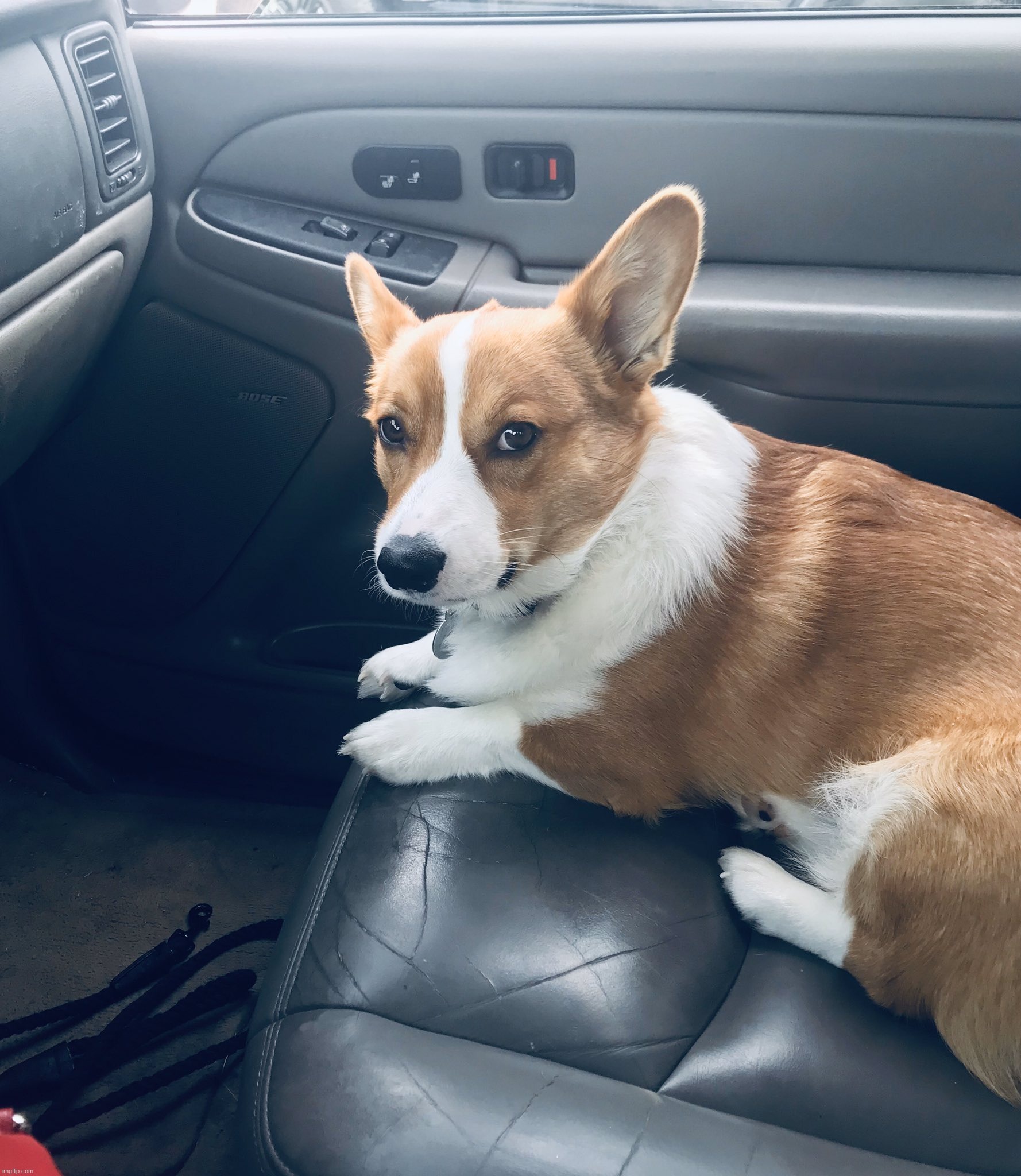 Suspicious Dog In Car | image tagged in suspicious dog in car | made w/ Imgflip meme maker