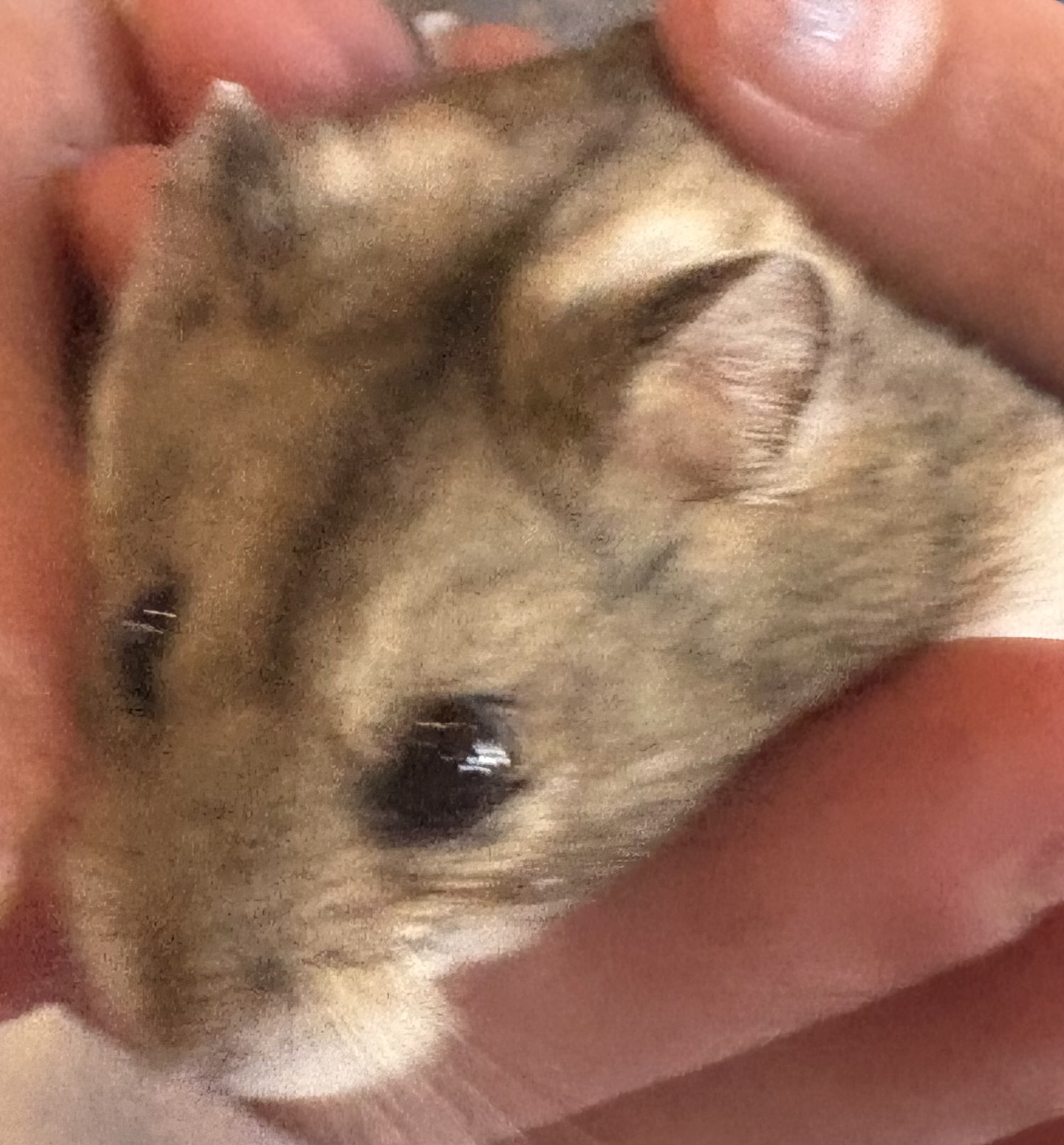 Blurry Hamster Blank Meme Template