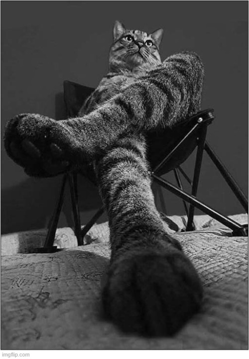 And Relax ... | image tagged in cats,relax | made w/ Imgflip meme maker