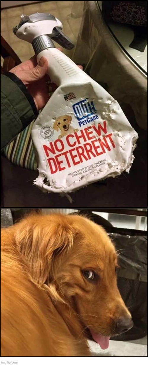 Wrong ! | image tagged in dogs,chewing,deterrent,fail | made w/ Imgflip meme maker