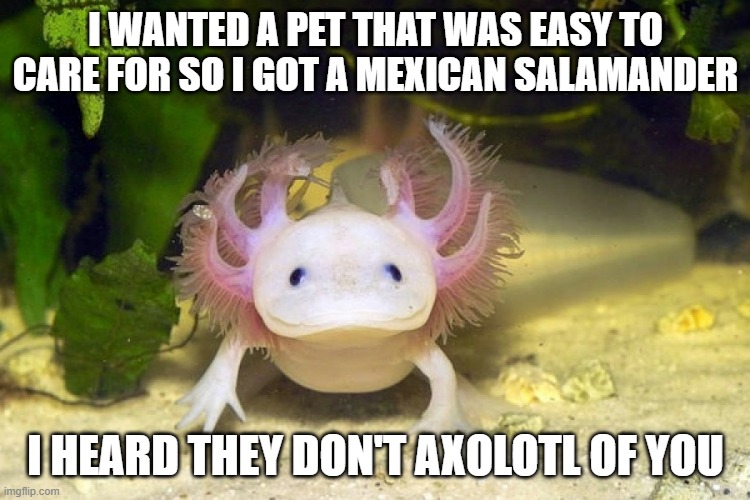 Easy Pet | I wanted a pet that was easy to care for so I got a Mexican salamander; I heard they don't axolotl of you | image tagged in axolotl | made w/ Imgflip meme maker