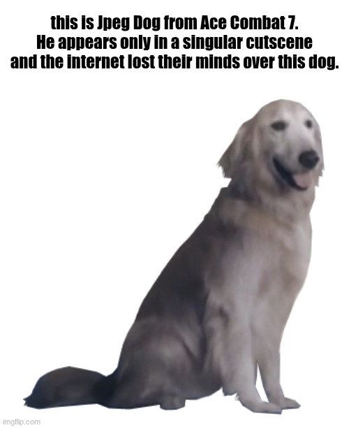 He's also kind of a meme | this is Jpeg Dog from Ace Combat 7. He appears only in a singular cutscene and the internet lost their minds over this dog. | image tagged in jpeg dog png | made w/ Imgflip meme maker