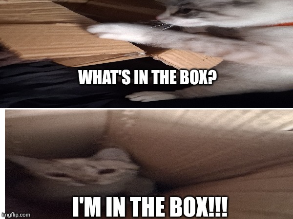 Surprise, Muther Fluffer!!! | What's in the box? I'm in the box!!! | image tagged in smiling cat,cats,cats are awesome,forrest gump box of chocolates | made w/ Imgflip meme maker