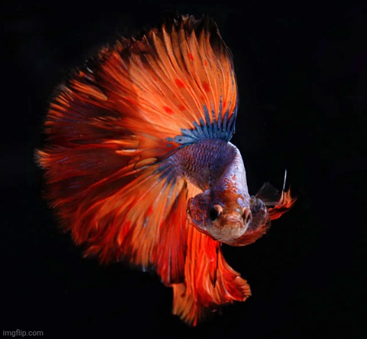 Betta as Doge | image tagged in betta as doge | made w/ Imgflip meme maker