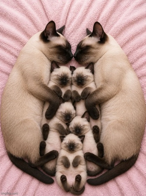 Kitty love | image tagged in kitty love | made w/ Imgflip meme maker