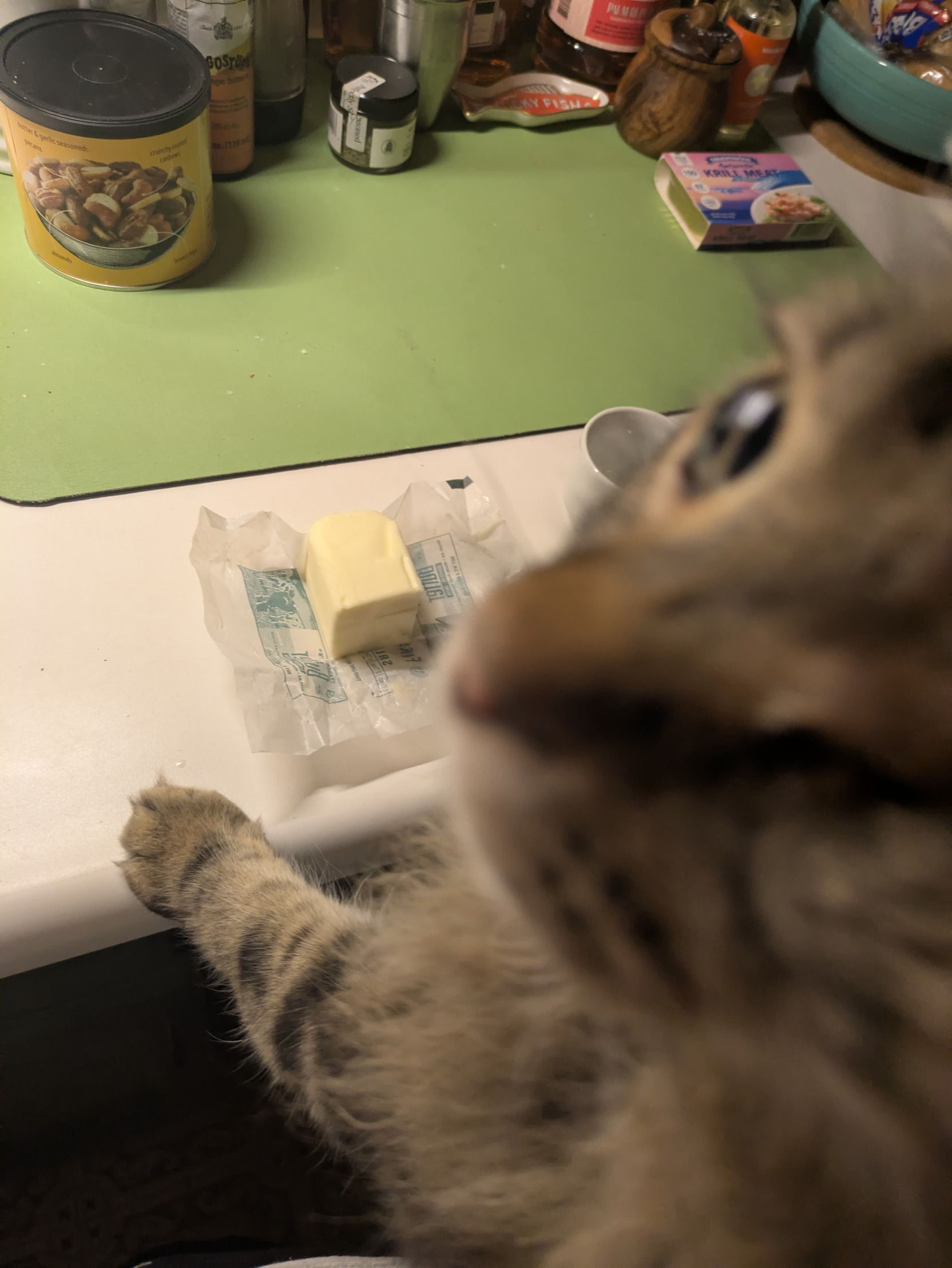 Begging Cat Blank Meme Template
