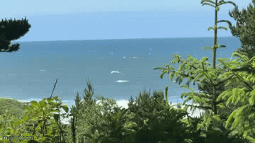 at6qzi.gif