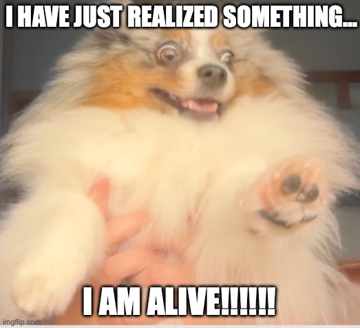 pom | i have just realized something... i am alive!!!!!! | image tagged in 2026-05-31 20 51 02 png | made w/ Imgflip meme maker