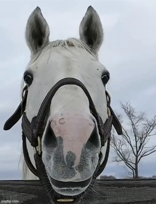 Goldship stare | image tagged in screenshot 2026-05-31 222927 png | made w/ Imgflip meme maker