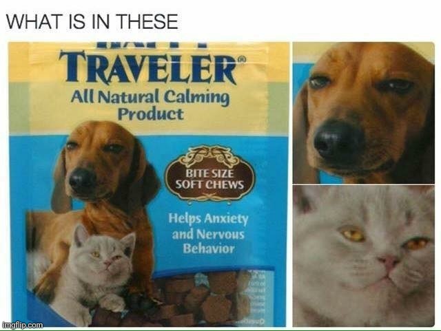 Day 3 of posting the oldest memes stored in my phone. | image tagged in doggie,downers,kitty,uppers,funny animals,reposts | made w/ Imgflip meme maker