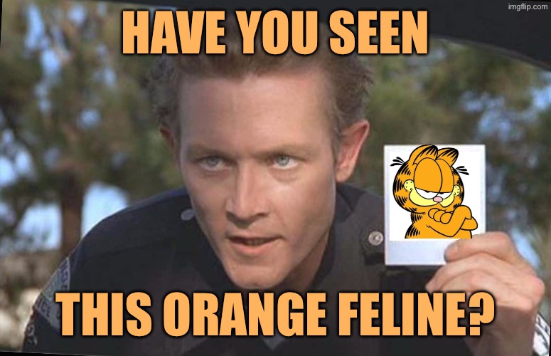 Have You Seen | Have you seen; This orange feline? | image tagged in have you seen | made w/ Imgflip meme maker