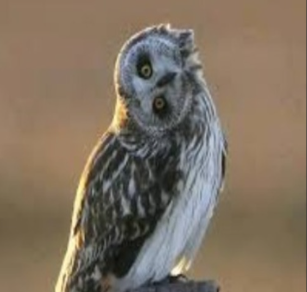 90 Degree angle Owl Blank Meme Template
