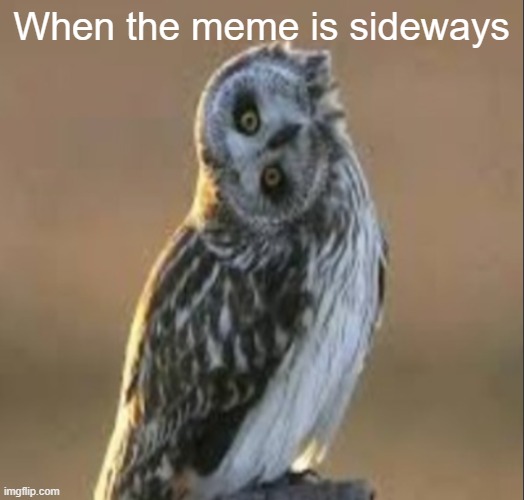 90 Degree angle Owl | When the meme is sideways | image tagged in 90 degree angle owl,imgflipper | made w/ Imgflip meme maker