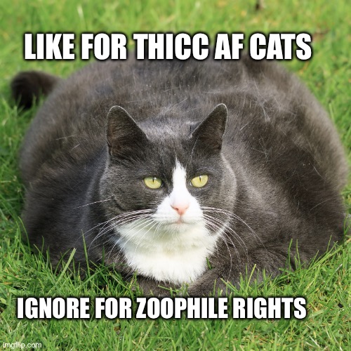 Like for Thicc af cats; Ignore for Zoophile rights | image tagged in memes | made w/ Imgflip meme maker