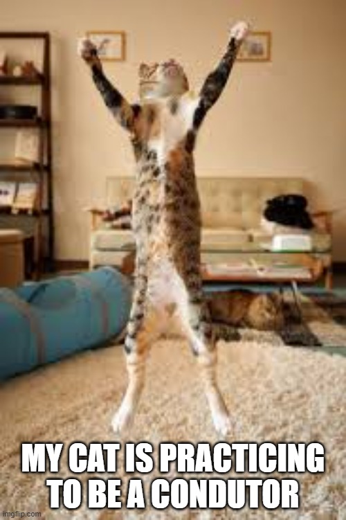 My cat is practicing to be a conductor. | My cat is practicing to be a condutor | image tagged in cat,kittens,funny,humor,music,play on words | made w/ Imgflip meme maker