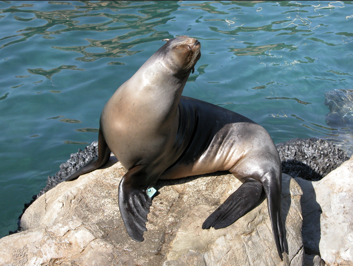 Seal Blank Meme Template