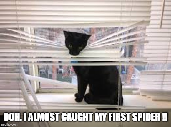 This cat almost caught her first spider.    --  funny  -- | Ooh. I almost caught my first spider !! | image tagged in cat,kittens,funny,humor,play on words,disaster | made w/ Imgflip meme maker