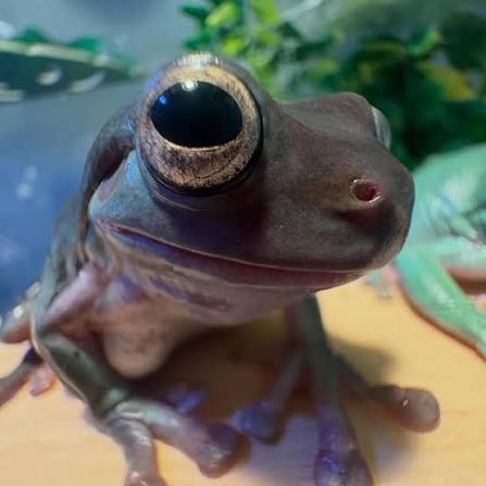 Frog of disappointment Blank Meme Template
