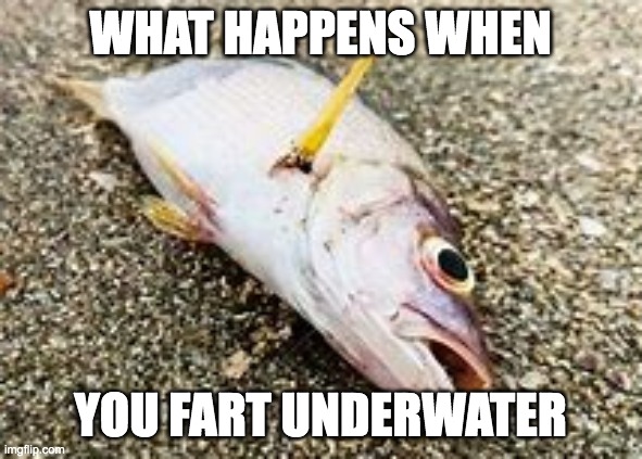 dead fish | what happens when you fart underwater | image tagged in dead fish | made w/ Imgflip meme maker