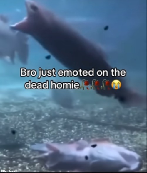 Bro just emoted on the dead homie | image tagged in bro just emoted on the dead homie | made w/ Imgflip meme maker