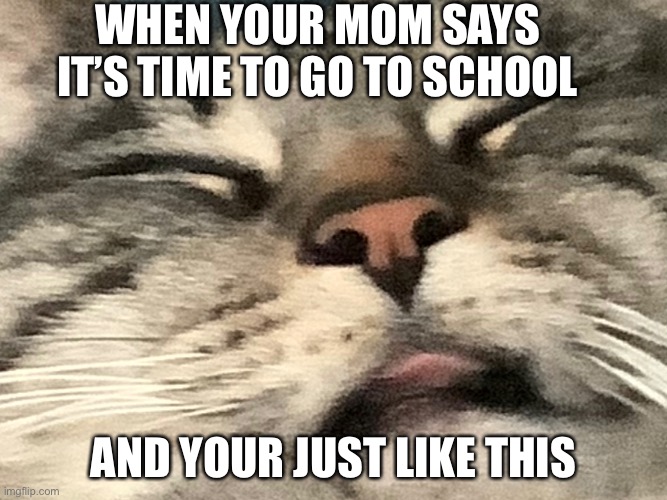 Sleeping Cat | When your mom says it’s time to go to school; And your just like this | image tagged in cat,relatable,sleep | made w/ Imgflip meme maker