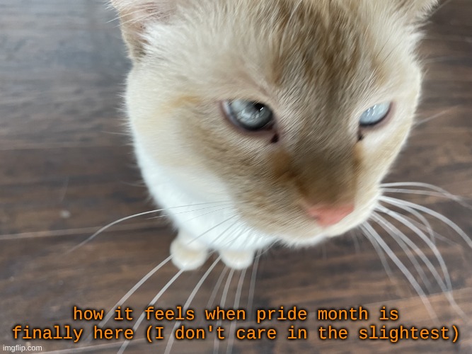 "GAY PRIDE" gtfo | how it feels when pride month is finally here (I don't care in the slightest) | image tagged in cheze's cat | made w/ Imgflip meme maker