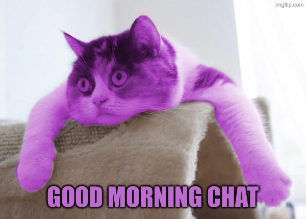 RayCat Stare | Good morning chat | image tagged in raycat stare | made w/ Imgflip meme maker
