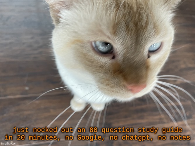 is this what being locked in feels like | just nocked out an 80 question study guide in 20 minutes, no Google, no chatgpt, no notes | image tagged in cheze's cat | made w/ Imgflip meme maker