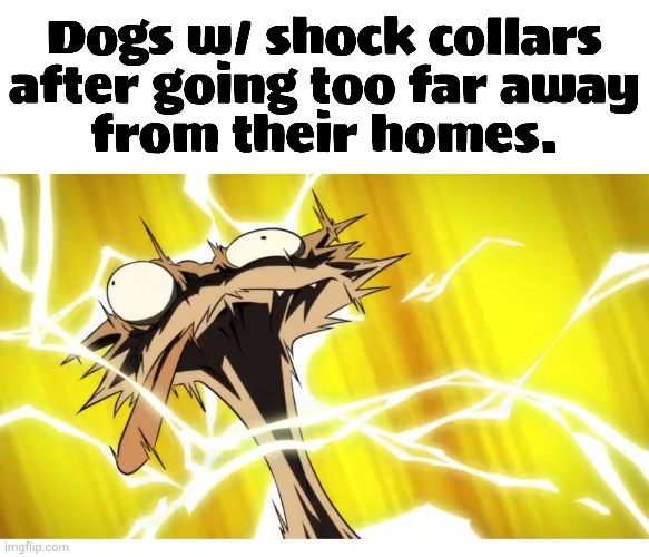 Bad Dog | image tagged in memes,dogs | made w/ Imgflip meme maker