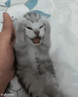 Little Cat Stressed Out Blank Meme Template