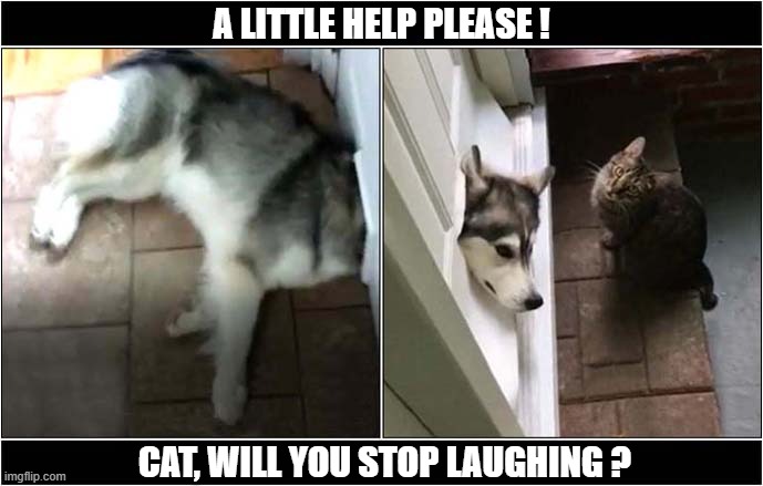 Let's Just Say Mistakes Were Made ... | A Little Help Please ! Cat, Will You Stop Laughing ? | image tagged in dogs,husky,cat,cat flap,help me | made w/ Imgflip meme maker