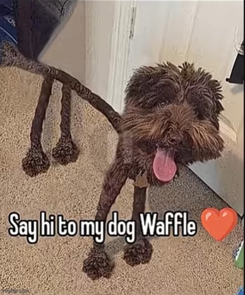 he just went on a diet | image tagged in dog | made w/ Imgflip meme maker