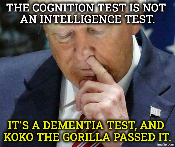 Koko the Gorilla passed the same test. BFD. | The cognition test is not 
an intelligence test. It's a dementia test, and 
Koko the Gorilla passed it. | image tagged in trump picking his nose,trump,senile dementia,stroke,frontotemporal dementia | made w/ Imgflip meme maker