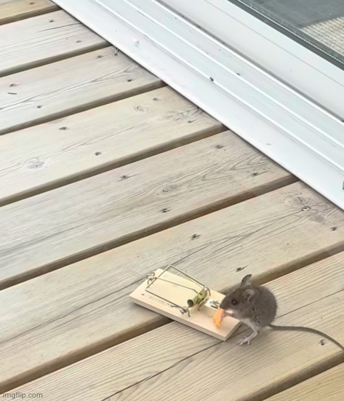 motherfucker | image tagged in rat,cheese,trap | made w/ Imgflip meme maker