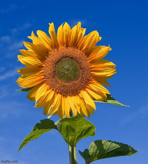 Slavic Sunflower | image tagged in slavic sunflower | made w/ Imgflip meme maker
