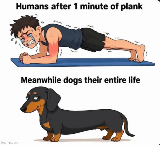 how does he do it | image tagged in dog,wiener dog,weiner dog,plank,dogs,planks | made w/ Imgflip meme maker