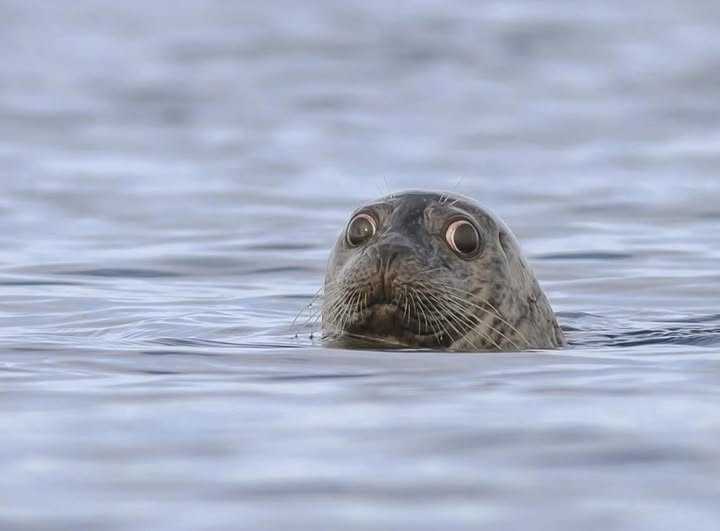 concerned seal Blank Meme Template