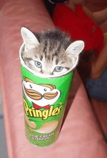 High Quality PRINGLE CAT Blank Meme Template