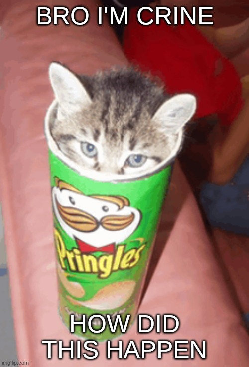 not my picture btw | BRo I'm crine; how did this happen | image tagged in pringle cat,pringle,cat | made w/ Imgflip meme maker