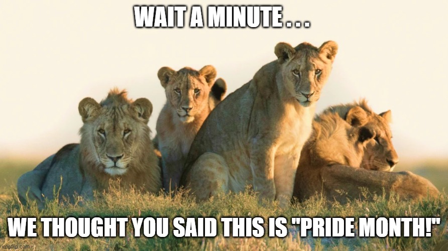 June Is For Lions? | wait a minute . . . we thought you said this is "pride month!" | image tagged in june,pride month,lions,pride of lions | made w/ Imgflip meme maker